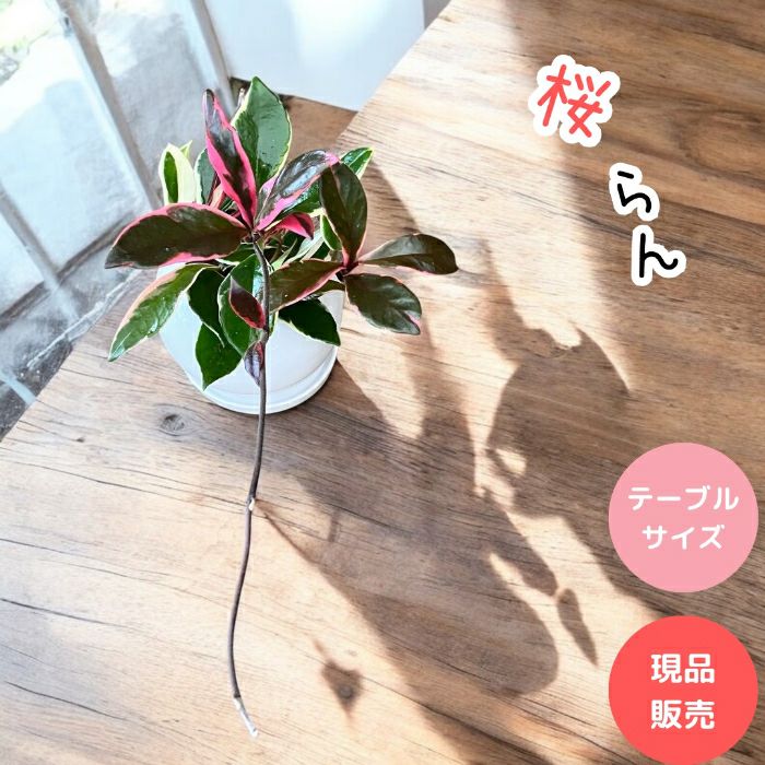 観葉植物現品販売