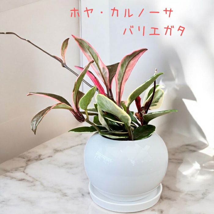 観葉植物現品販売