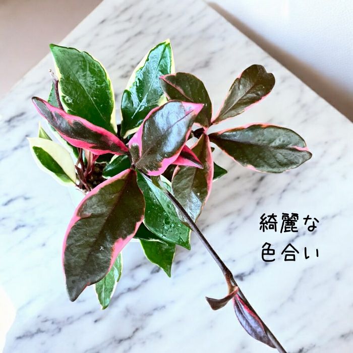 観葉植物現品販売