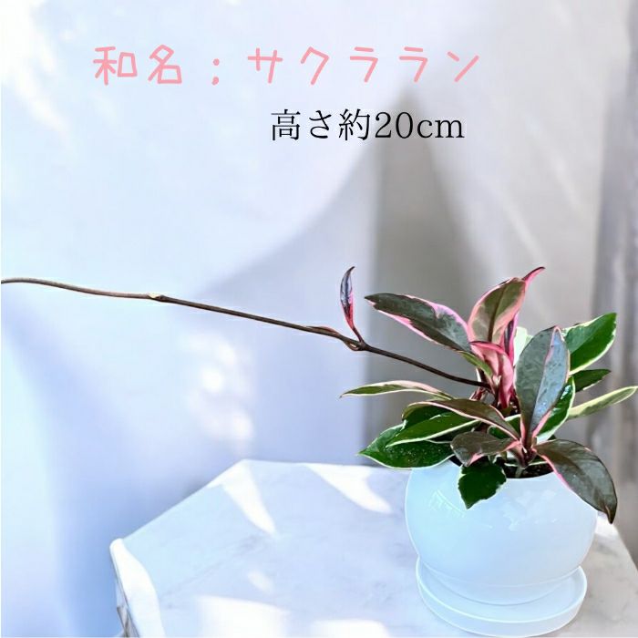 観葉植物現品販売