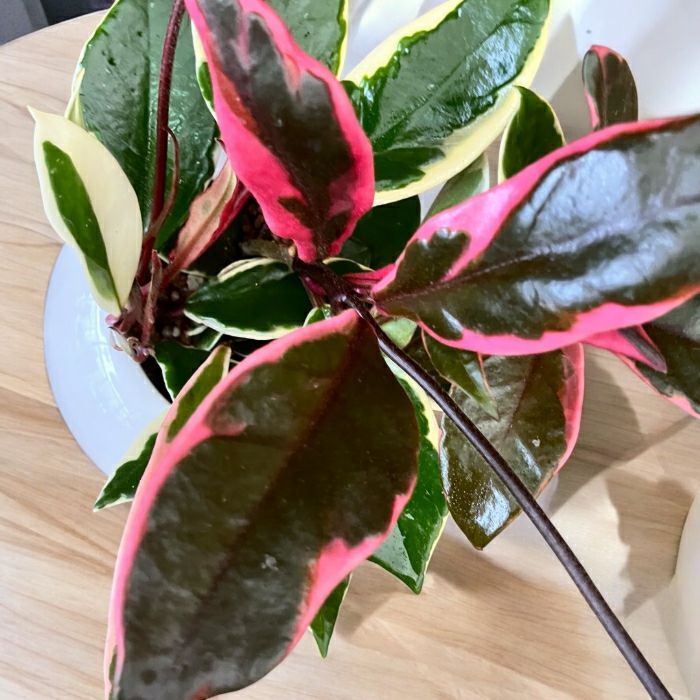 観葉植物現品販売