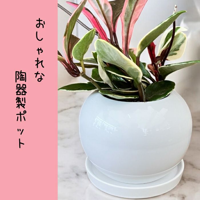 観葉植物現品販売