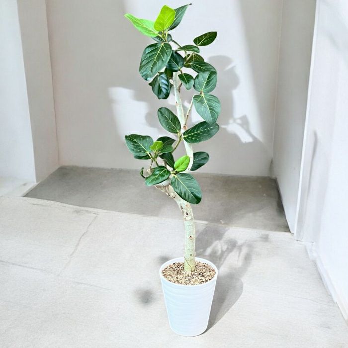 観葉植物現品販売