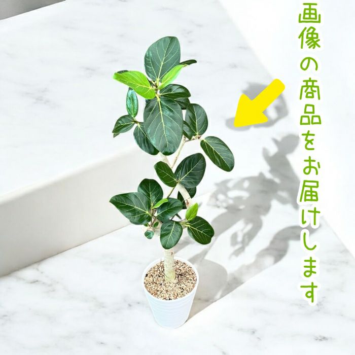 観葉植物現品販売