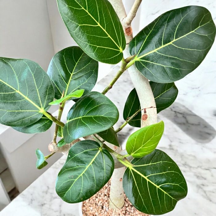 観葉植物現品販売