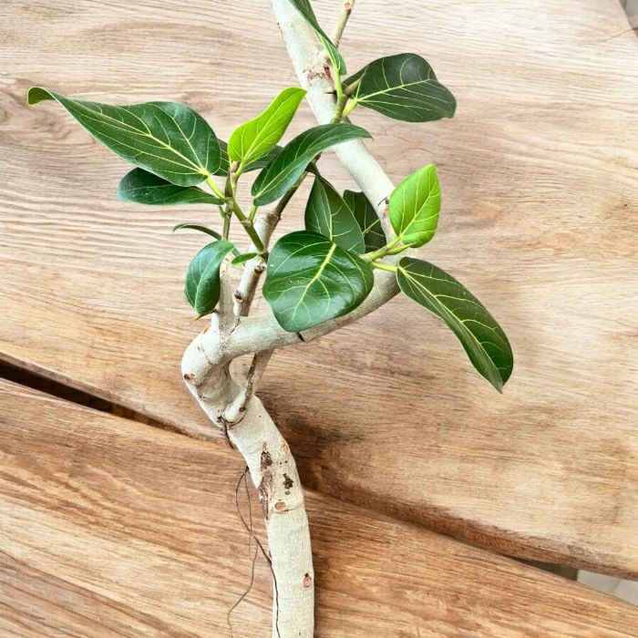 観葉植物現品販売