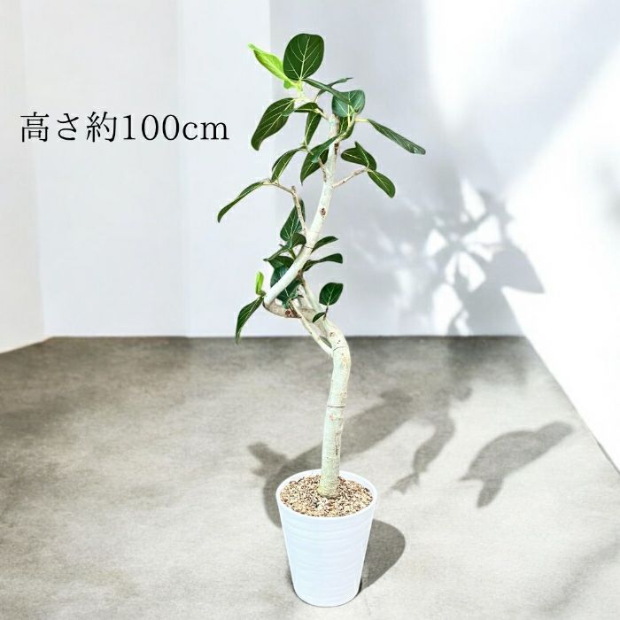 観葉植物現品販売