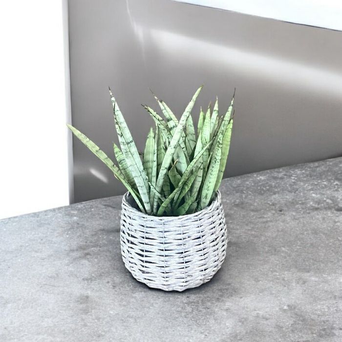 観葉植物現品販売