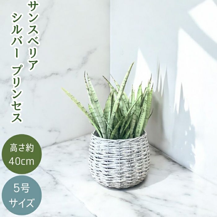観葉植物現品販売