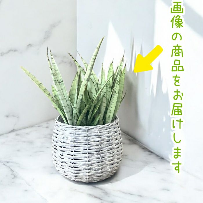 観葉植物現品販売