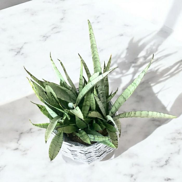 観葉植物現品販売