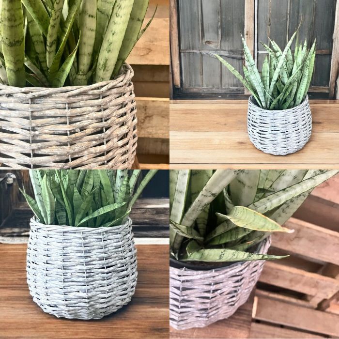 観葉植物現品販売