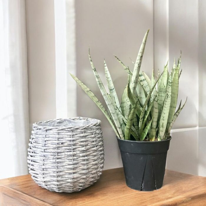 観葉植物現品販売