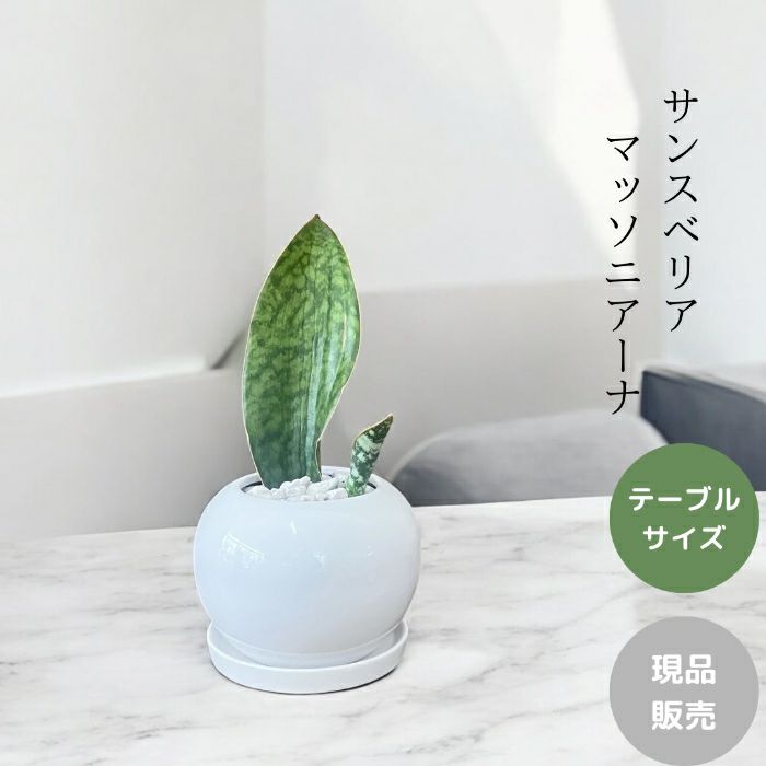 観葉植物現品販売