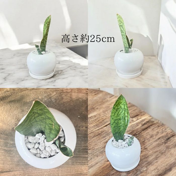 観葉植物現品販売