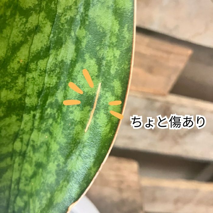 観葉植物現品販売