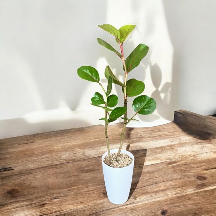 観葉植物現品販売