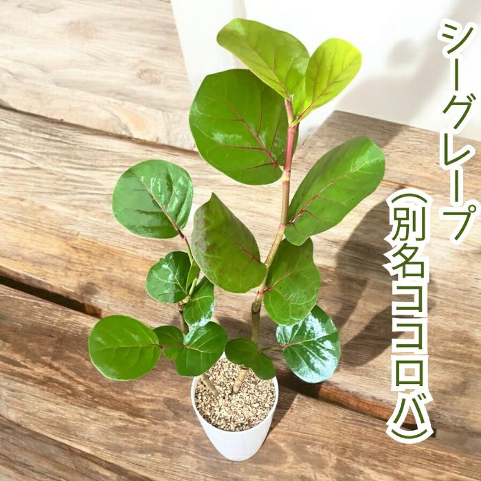 観葉植物現品販売