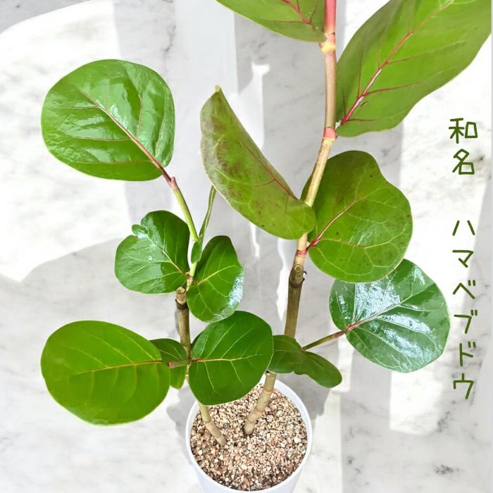 観葉植物現品販売