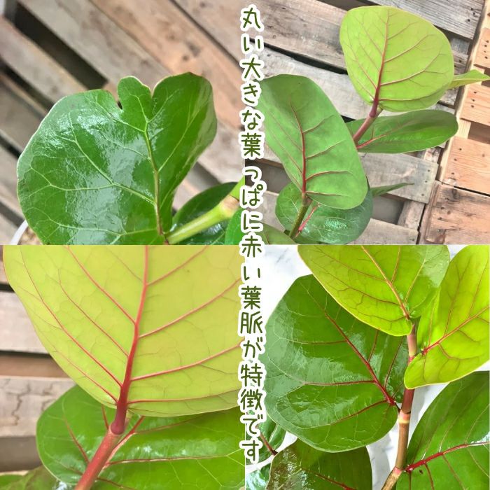 観葉植物現品販売