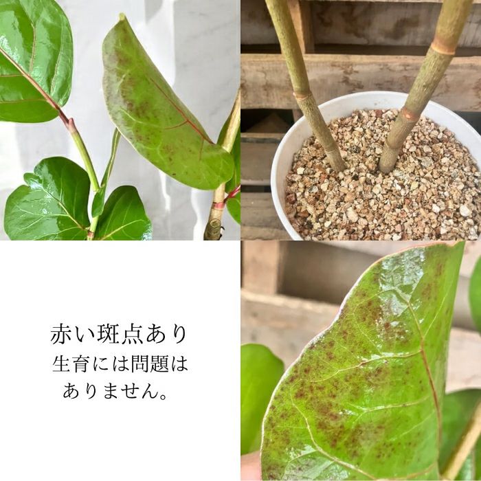 観葉植物現品販売