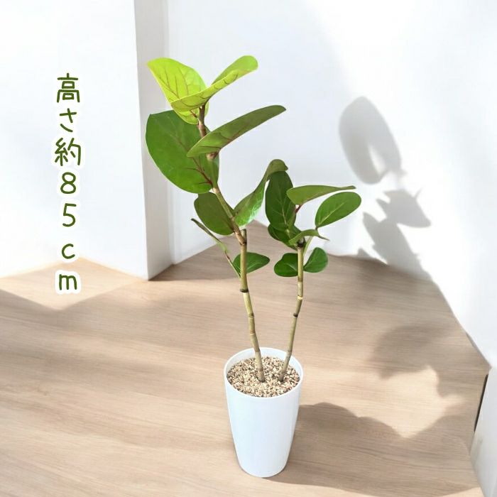 観葉植物現品販売