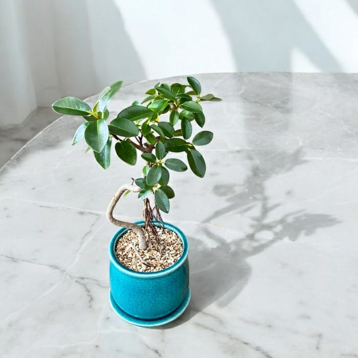 観葉植物現品販売