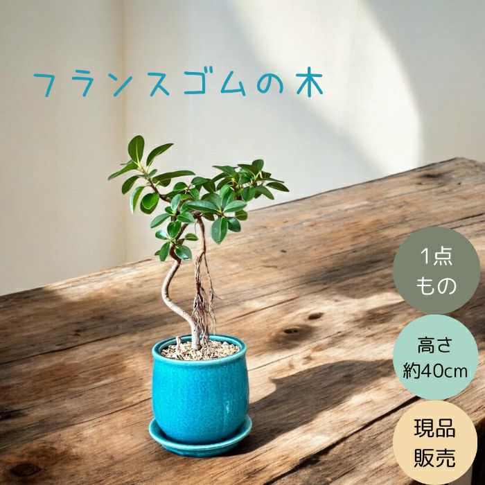 観葉植物現品販売