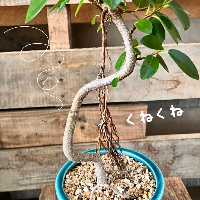 観葉植物現品販売