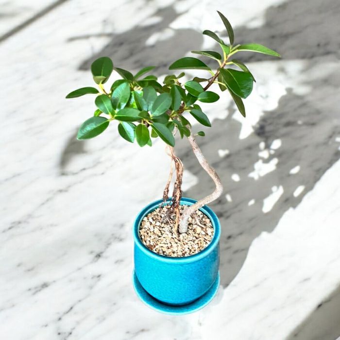 観葉植物現品販売