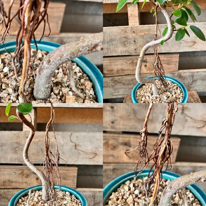 観葉植物現品販売