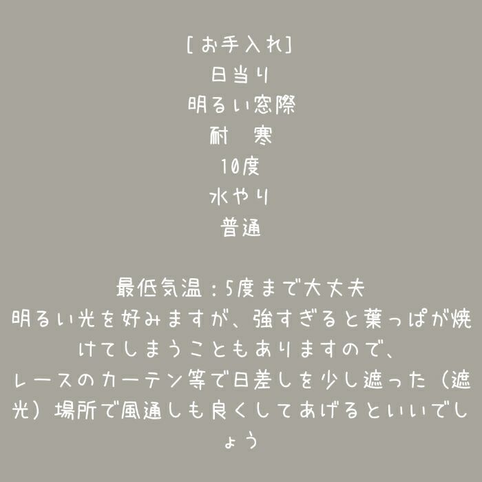 観葉植物現品販売