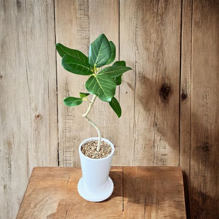 観葉植物現品販売