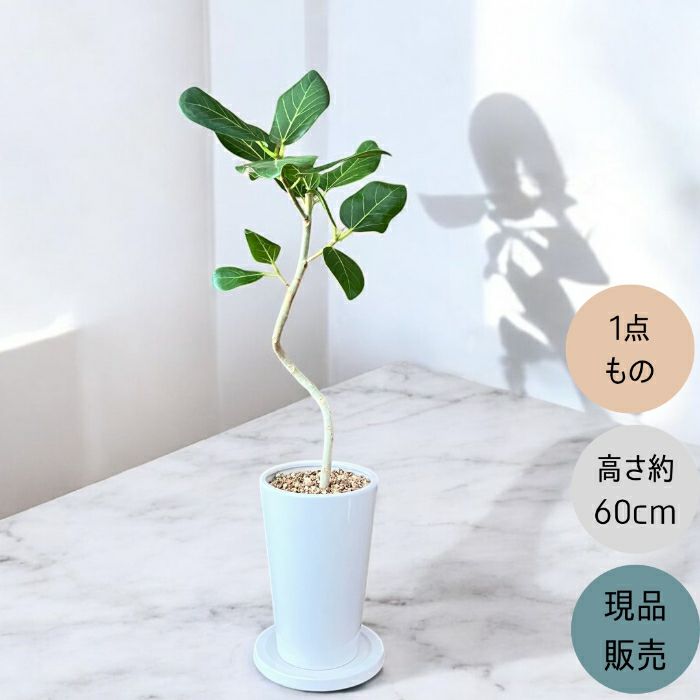 観葉植物現品販売