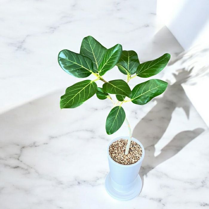 観葉植物現品販売