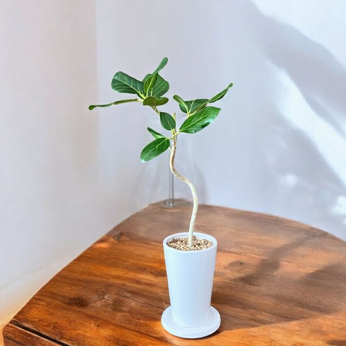 観葉植物現品販売