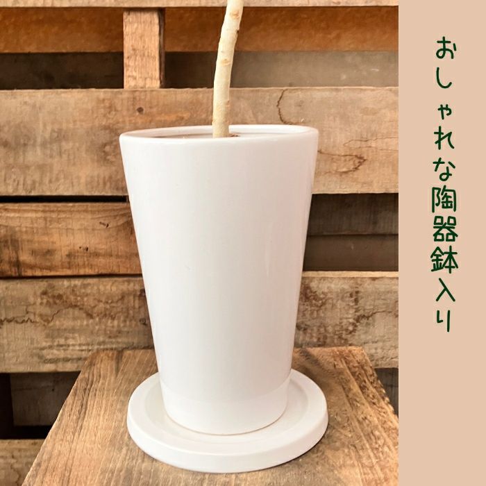 観葉植物現品販売