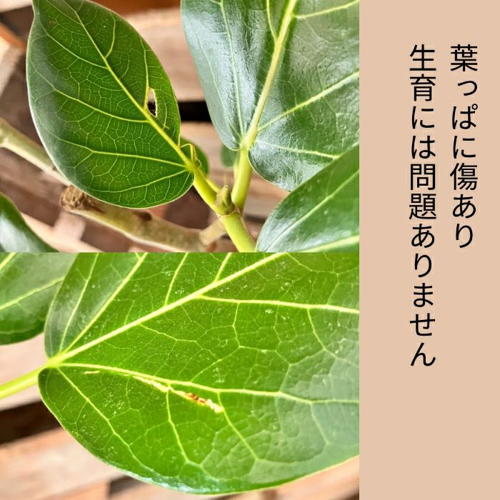 観葉植物現品販売