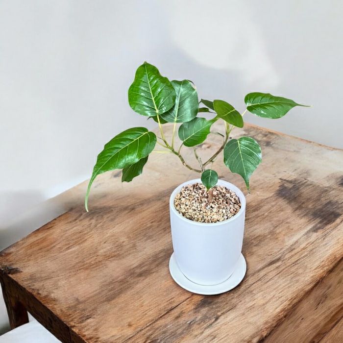 観葉植物現品販売