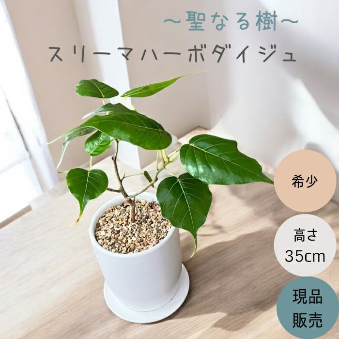 観葉植物現品販売