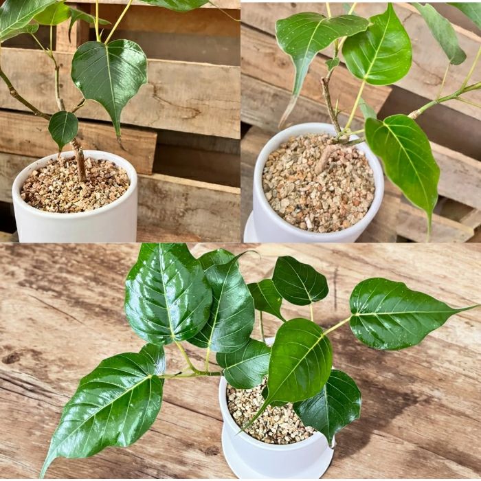 観葉植物現品販売