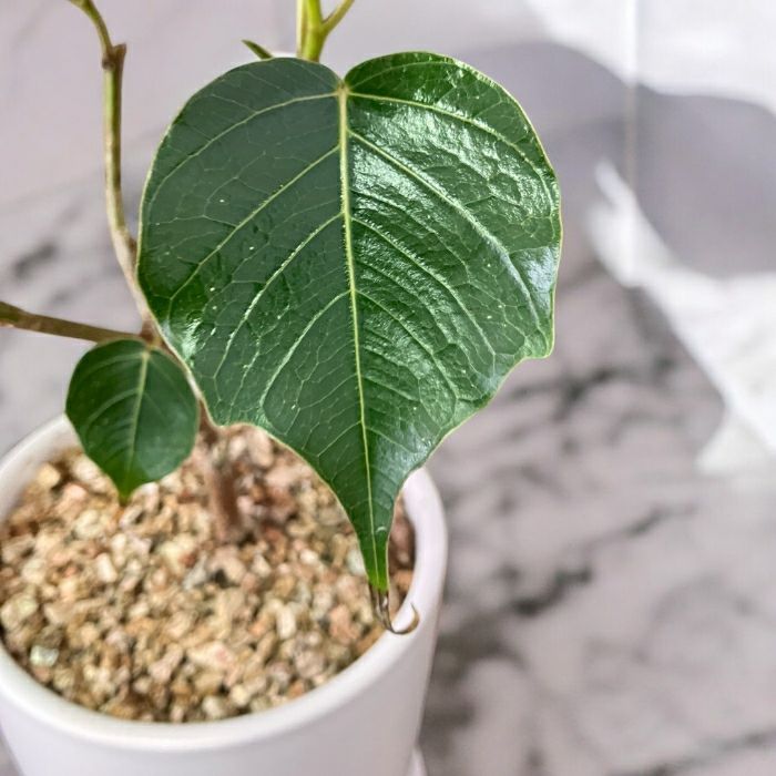 観葉植物現品販売