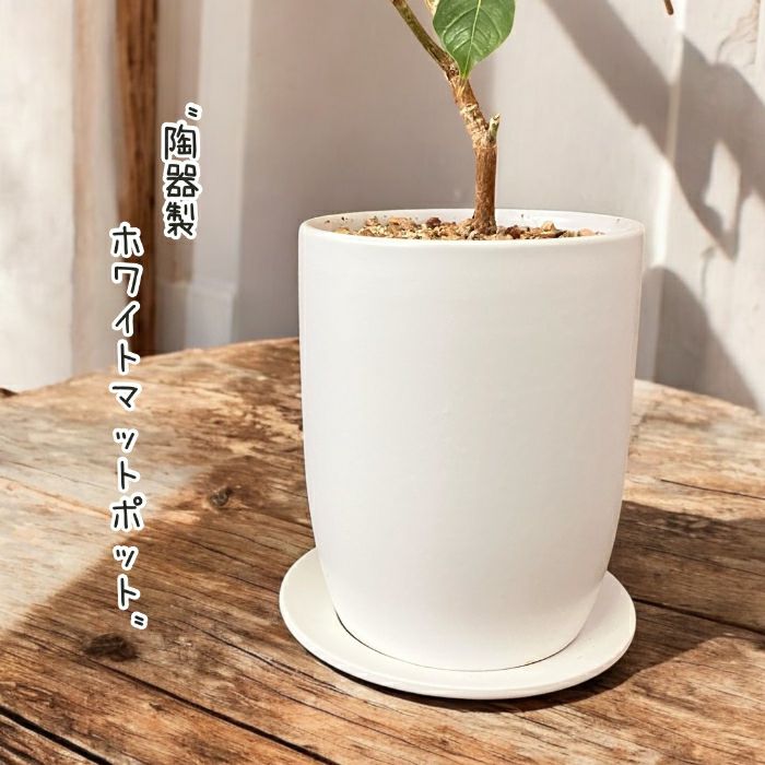 観葉植物現品販売
