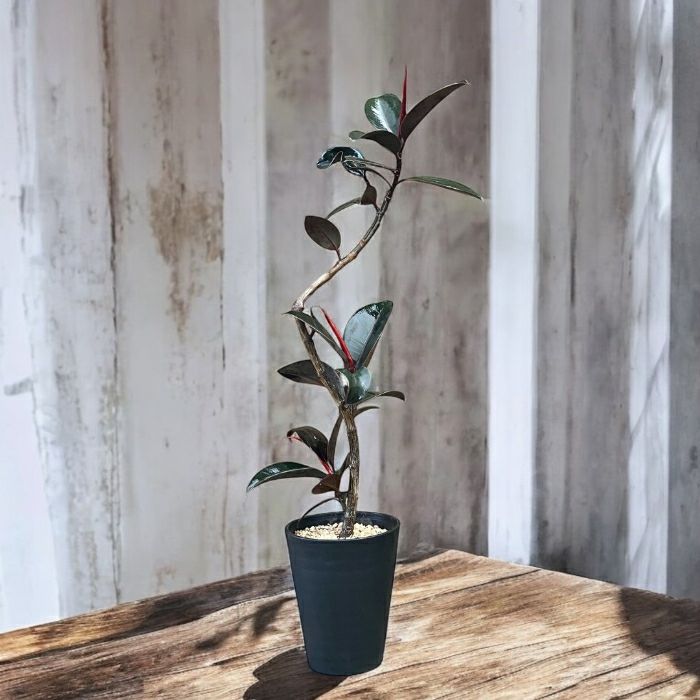 観葉植物現品販売