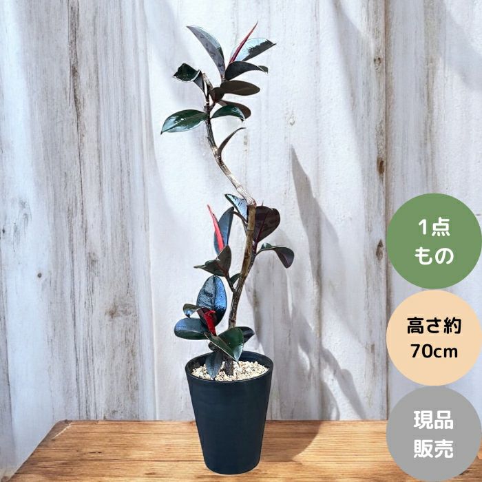 観葉植物現品販売