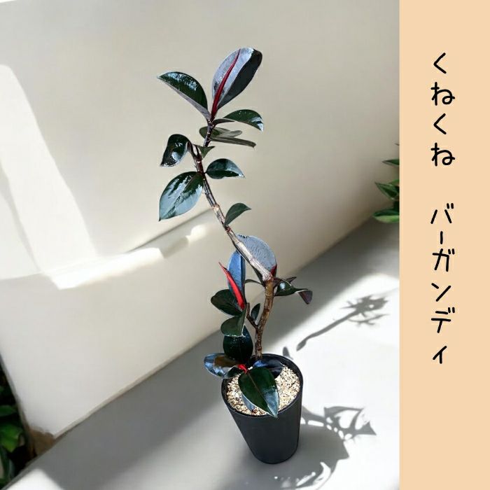 観葉植物現品販売