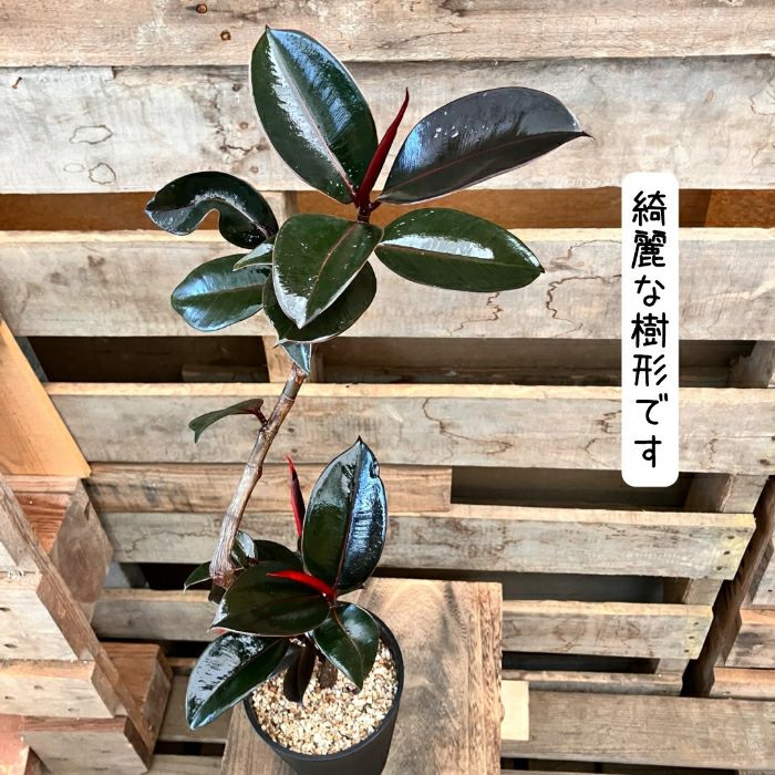 観葉植物現品販売