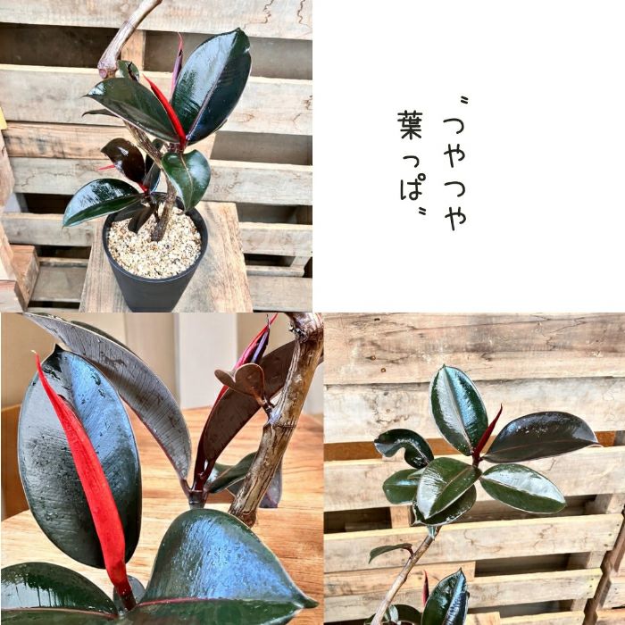 観葉植物現品販売