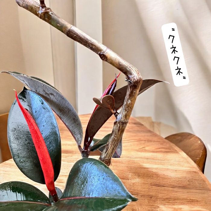 観葉植物現品販売