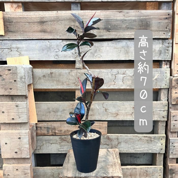 観葉植物現品販売